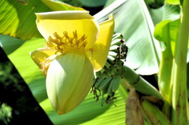 Banana flower clipart