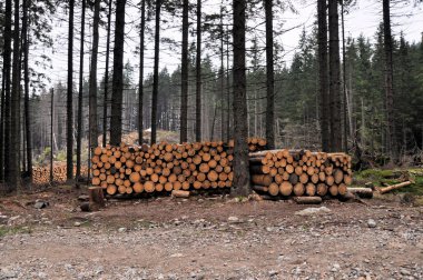 bir ormandaki ağaçlar kesilmiş