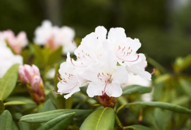 Washington State Flower- Rhododendron in Bloom clipart