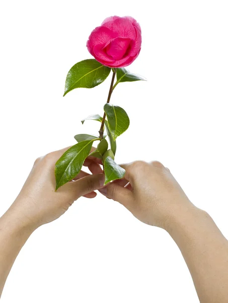 Руки держат розовый цветок — стоковое фото