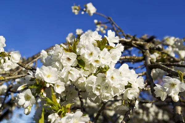 Asiatico ciliegio fiori — Foto Stock