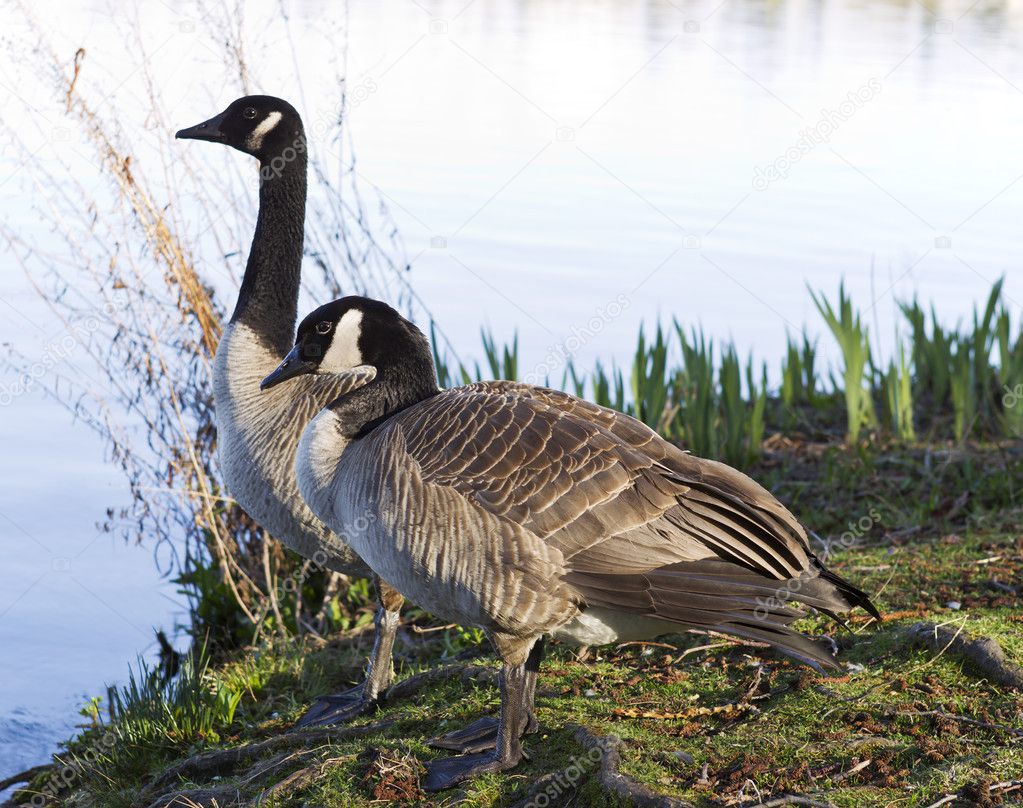 Canadian Geese Mates — Stock Photo © tab62 10090292