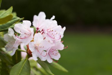 State Flower of Washington - Rhododendron clipart