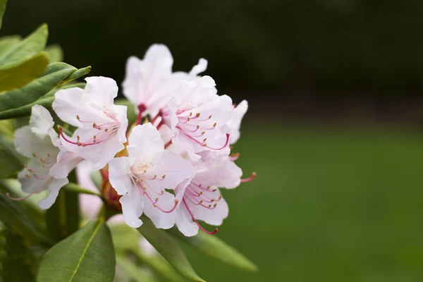 State Flower of Washington - Rhododendron — Stock Photo, Image