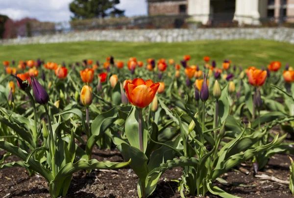 Tulipany na terenie stolicy Wiktoria — Zdjęcie stockowe