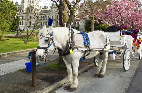 stock image Horse and Cart in Victoria Canada