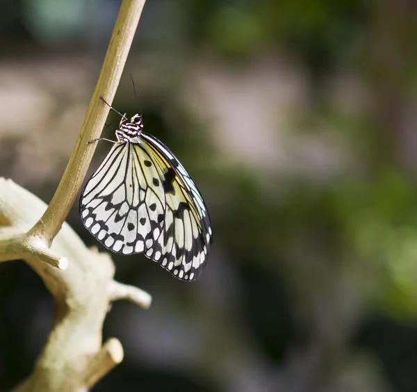 Farfalla bianca e nera sull'albero — Foto Stock