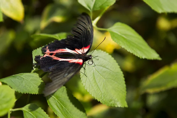 赤黄色と黒の蝶 — ストック写真