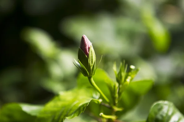 Stock image Tropical Pink Bud