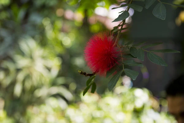 Fiore tropicale rosso — Foto Stock
