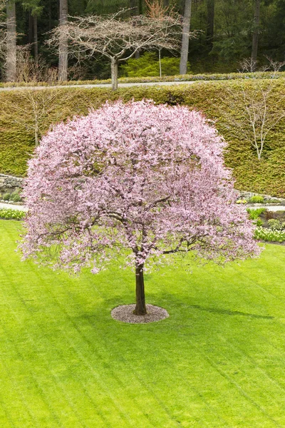 Jedno drzewo wiśni w zielone podwórze — Zdjęcie stockowe