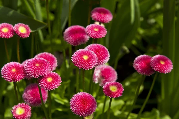 Flori roz — Fotografie, imagine de stoc