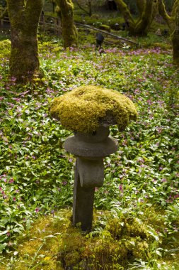 Japon bahçe içinde yosun