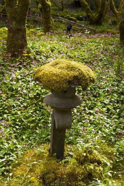在日本的花园里苔藓 — 图库照片