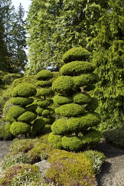 Ухоженные деревья в японском саду — стоковое фото