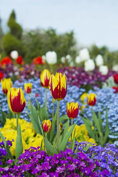 Tulipanes rojos y amarillos en el jardín de flores —  Fotos de Stock