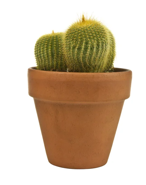 Young Cactus in Brick Color Pot — Stock Photo, Image
