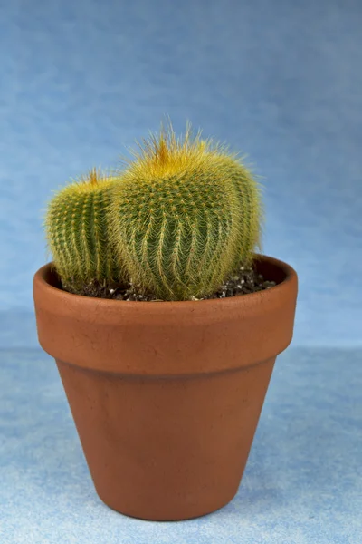 Saisonaler Kaktus für den Hausgebrauch — Stockfoto