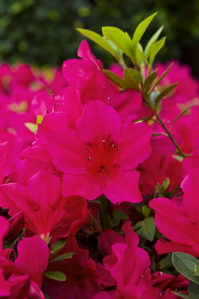 Romantisch rode bloemen op groene achtergrond — Stockfoto