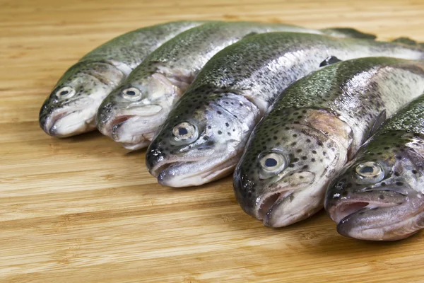 Trout Formation — Stock Photo, Image