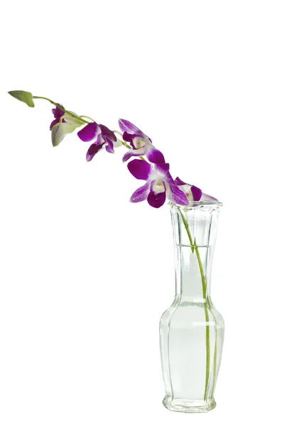 Фиолетовые цветы в вазе — стоковое фото