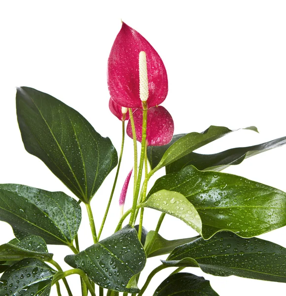 Fiore di fenicottero in fiore — Foto Stock