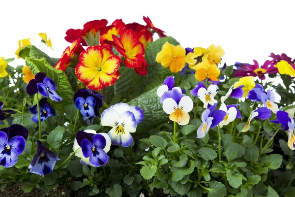 Flori de primăvară colorate — Fotografie, imagine de stoc