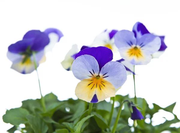 Цветы виолы в цвету — стоковое фото