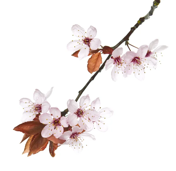 Fleurs saisonnières de cerisier — Photo