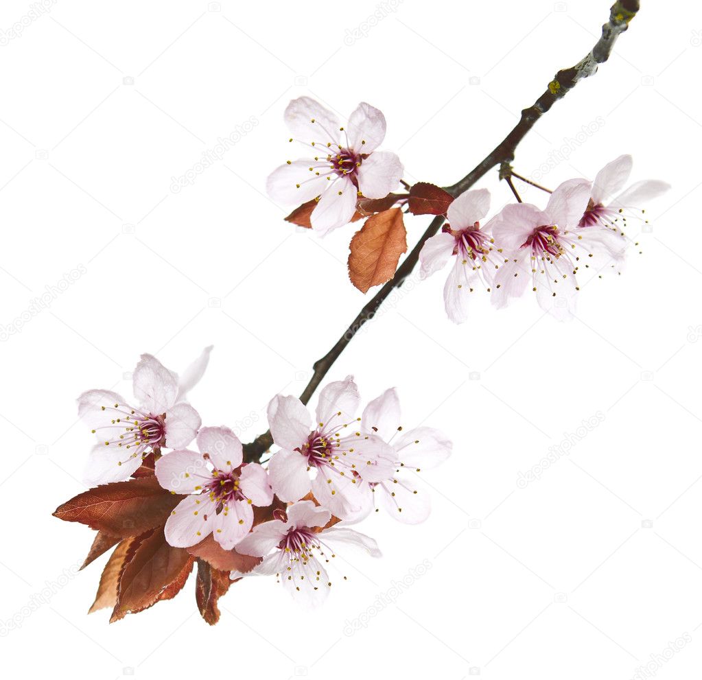 Seasonal Cherry Blossoms