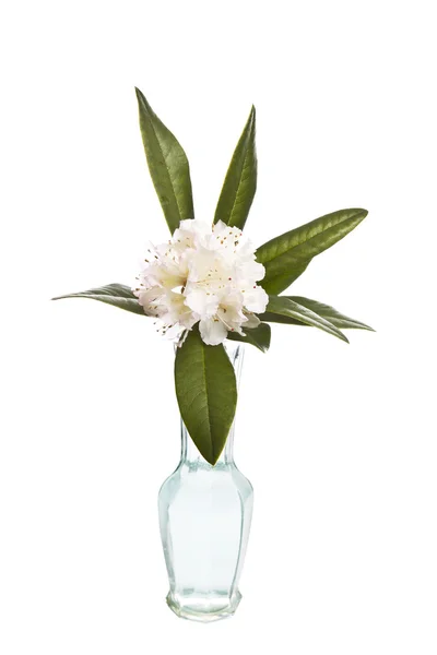 White Flowers in Glass Vase — Stock Photo, Image