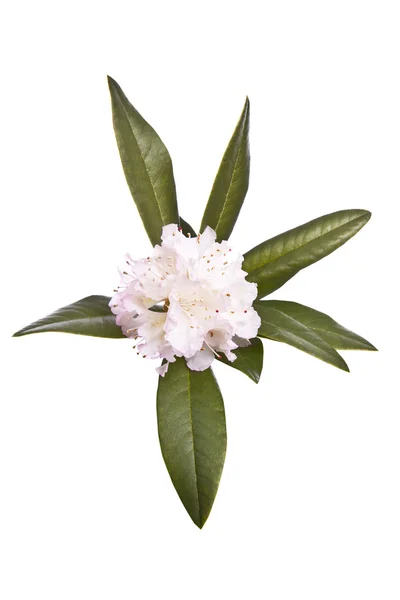 Early Season Flower- Perennial — Stock Photo, Image
