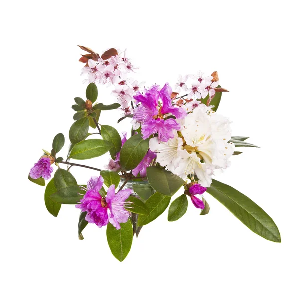 Vielfalt an saisonalen Blumen — Stockfoto