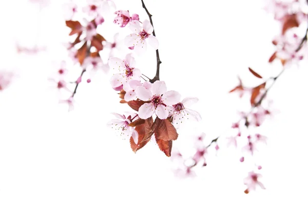 Spring Time Cherry Blossoms Stock Photo