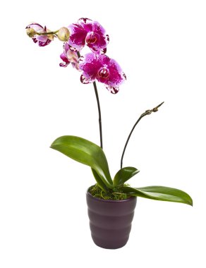 bloeiende orchidee in pot