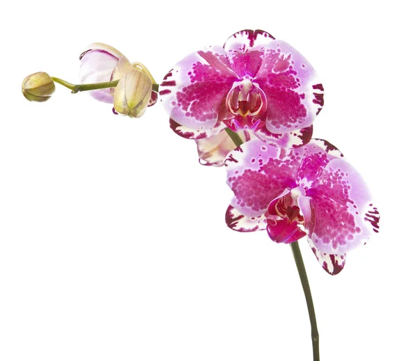 Orchidea in fiore — Foto Stock