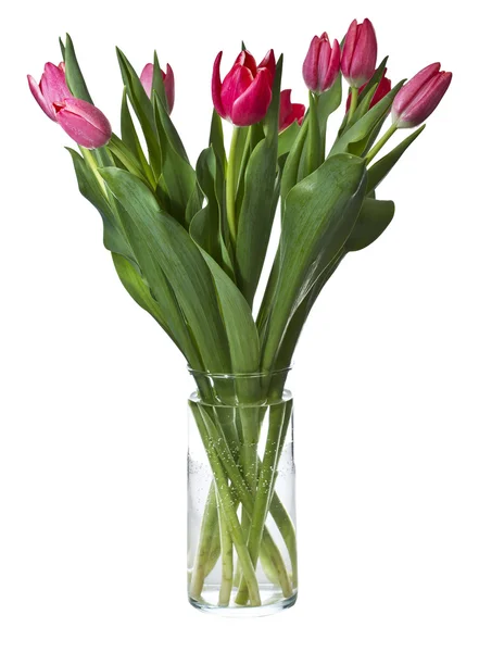 Розовый и красный тюльпаны — стоковое фото