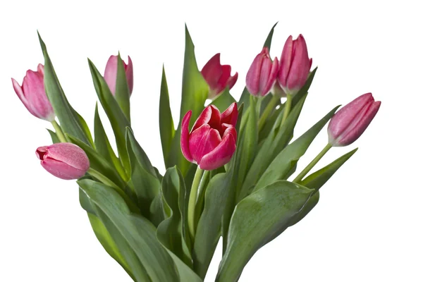 Sezóna tulipánů — Stock fotografie