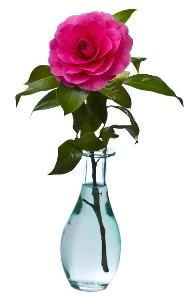 Washington State Flower — Stock Photo, Image