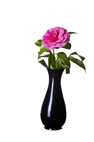 Bloeiende roze bloem in zwarte vaas — Stockfoto