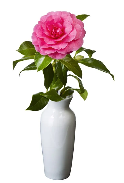 Bloeiende roze bloem in witte vaas — Stockfoto