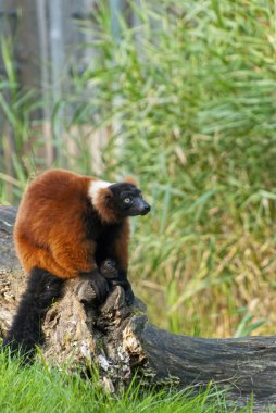 Kırmızı yakalı lemur.