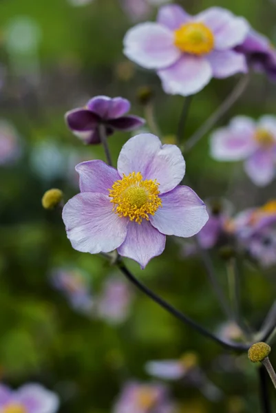 stock image Anemone