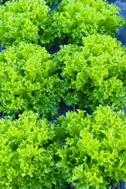 yaprak salata