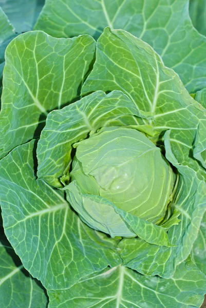Cabbage Royalty Free Stock Photos