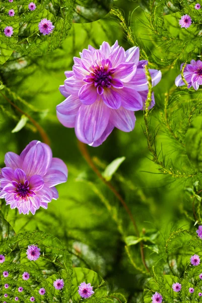 Fantazi pembe dahlia — Stok fotoğraf