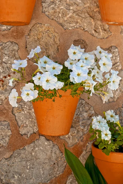 Mauer mit Blumen — Stockfoto