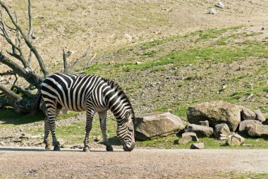 Zebra yürüyüş