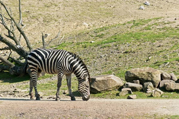 Walking zebra — Stockfoto