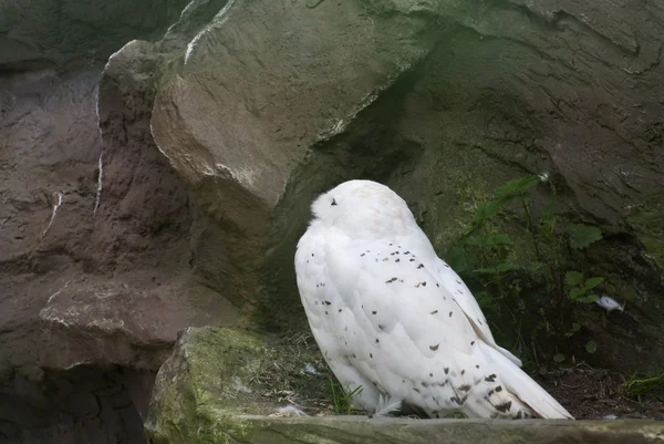 stock image Snow Owl